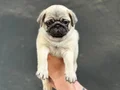 A+ Kalite Pug Mops Bebekler 