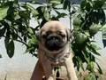 A+ Kalite Pug Mops Bebekler 