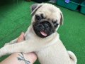 Muhteşem Anatomide Pug Mops Bebekler 