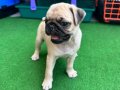 Muhteşem Anatomide Pug Mops Bebekler 
