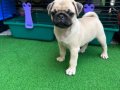 Muhteşem Anatomide Pug Mops Bebekler 