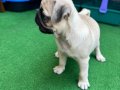 Muhteşem Anatomide Pug Mops Bebekler 