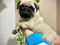 Üst Kalite Pug Mops Bebekler 