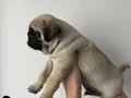 Üst Kalite Pug Mops Bebekler 