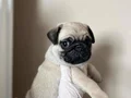 Üst Kalite Pug Mops Bebekler 