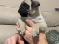 Üst Kalite Pug Mops Bebekler 