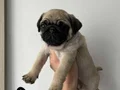 Üst Kalite Pug Mops Bebekler 