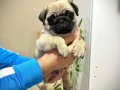 Üst Kalite Pug Mops Bebekler 