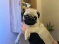 A+ kalite Safkan Pug Mops Bebekler 