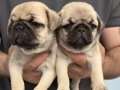A+ kalite Safkan Pug Mops Bebekler 