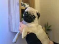 A+ kalite Safkan Pug Mops Bebekler 