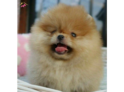 TEDDY BEAR BOO POMERANİAN GARANTİLİ
