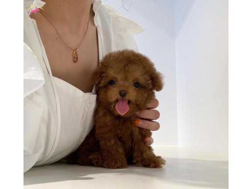 Toy Poodle Red Brown Mini Yavrularimiz 