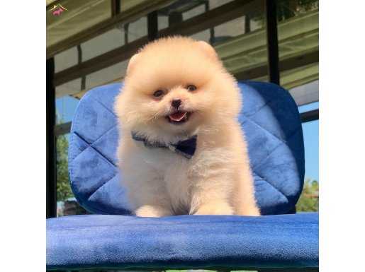 Pomeranian Boo Teddy bear yavrularimiz 