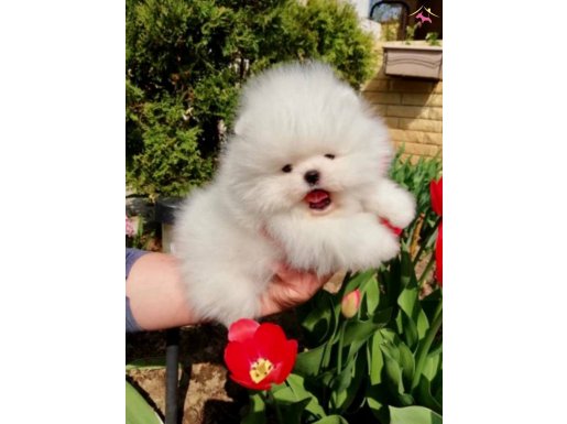 Pomeranian boo ayicik tip yavrularımız 