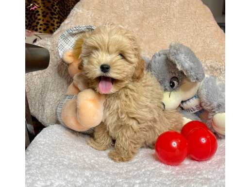 Maltipoo Kore kanı teacup anne baba secereli özel yavrumuz 