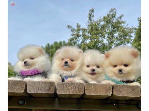 Pomeranian boo mini ayicik surat yavrularımız 