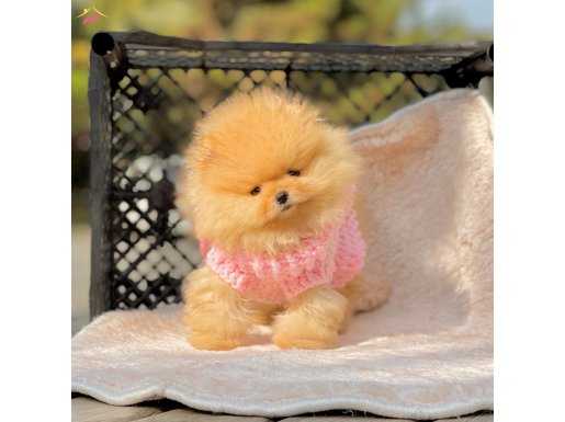 Pomeranian Boo Teddy Bear Anne Baba Secereli Ayiciklar 