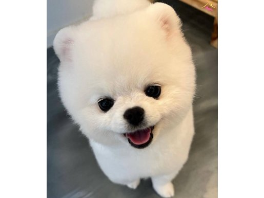 Pomeranian boo teddy bear aşıları tam safkan 