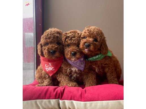 Toy Poodle red brown asili eğitimli belgeli yavrularımız 