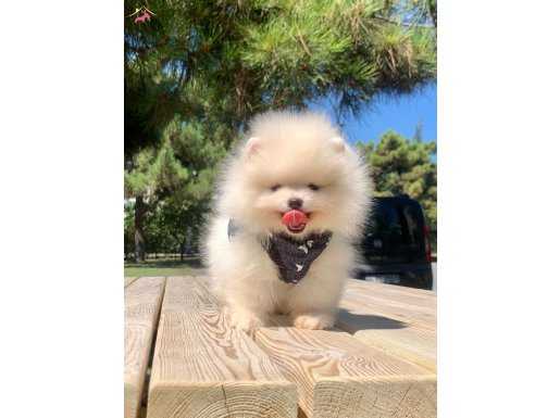 Pomeranian boo teddy bear ayı surat yavrularımız 