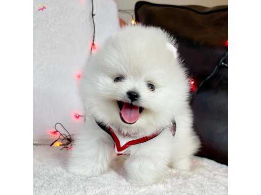 Pomeranian boo teddy bear ayiciklar 