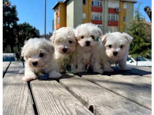 Maltese terrier mini yavrularımız safkan 