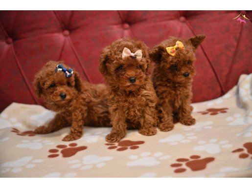 Toy Poodle red brown bebek surat yavrularımız 