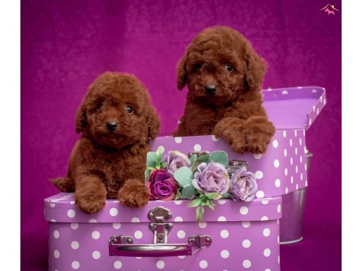 Toy Poodle red dark red black apricot her renk yavrularımız 