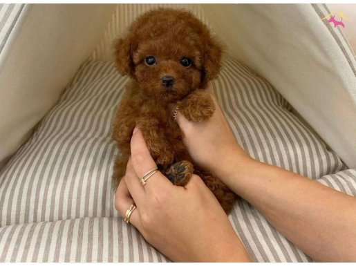 Toy poodle Kore kanı safkan yavrularımız 