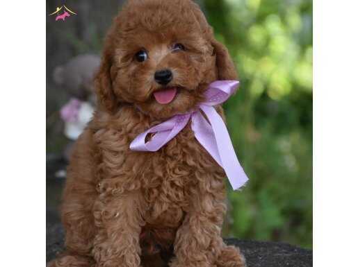 Toy Poodle Efsane Güzellikte Yavrularımız 