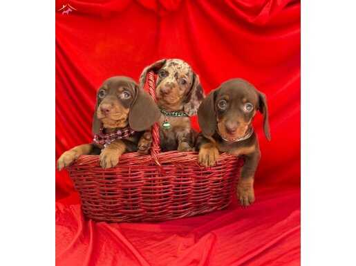 Dachshund Sosis Köpek Her Renk Yavrularımız 
