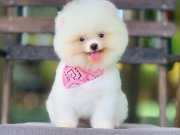 Pomeranian Boo Teddy bear ayicik 