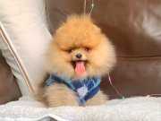 Pomeranian boo ırk ve sağlık garantili tuvalet eğitimli