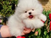 Pomeranian boo ayicik tip yavrularımız 