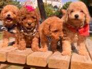 Toy Poodle Teacup Peluş görünümlü yavrularımız 