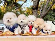 Pomeranian boo ayicik suratlı yavrularımız 