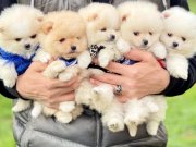 Pomeranian boo ayicik tip safkan yavrularımız 