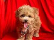 Maltipoo f2 red mini boy safkan yavrularımız 