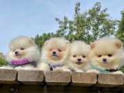 Pomeranian boo mini ayicik surat yavrularımız 