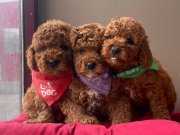 Toy Poodle red brown asili eğitimli belgeli yavrularımız 
