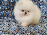 Pomeranian boo ayı surat bebek suratlı yavrularımız 