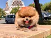 Pomeranian boo ayı surat yavrularımız 