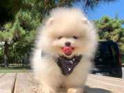 Pomeranian boo teddy bear ayı surat yavrularımız 