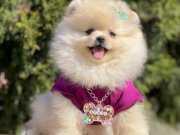 Pomeranian boo ayicik surat yavrularımız 