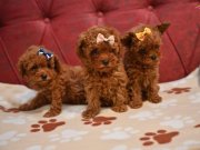Toy Poodle red brown bebek surat yavrularımız 