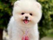 Pomeranian boo ayı surat safkan belgeli yavrularımız 