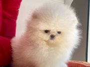 Pomeranian boo ayı surat Show kalite yavrularımız 