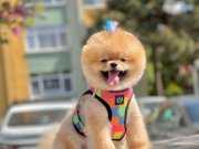 Pomeranian Boo Sampiyon Babanın bebek suratlı oğlu Oscar