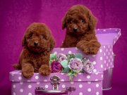 Toy Poodle red dark red black apricot her renk yavrularımız 